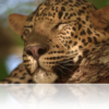 Yala India