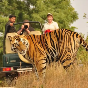 Tiger In India