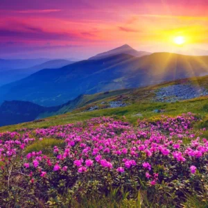 Valley of Flowers & Hemkund Sahib