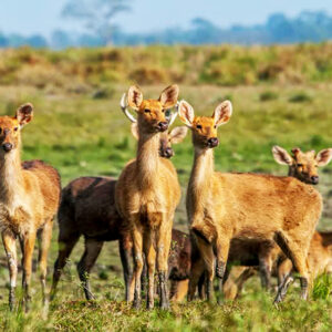 21 Days best of Wildlife of India