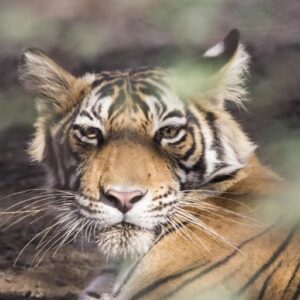 Golden Triangle with Ranthambore