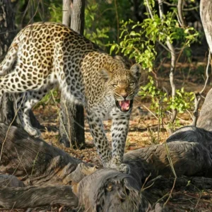 Leopard Safari Adventure: 3 Days Wildlife Escape to Jawai, Rajasthan